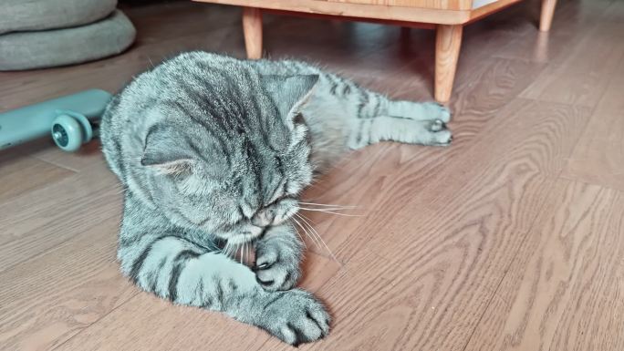 猫咪在木地板上舔毛特写镜头