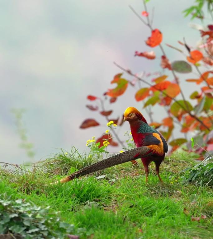 凤凰传说：红腹锦鸡雄鸟森林中觅食飞翔