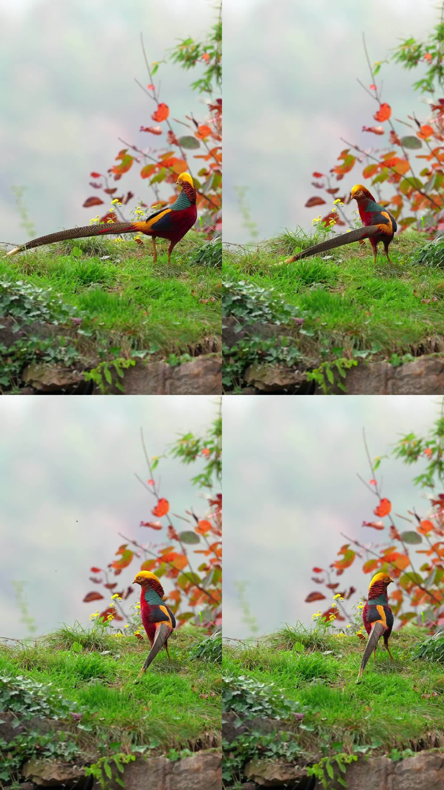 凤凰传说：红腹锦鸡雄鸟森林中觅食飞翔