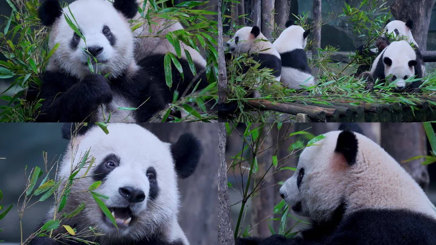 大熊猫吃竹叶四喜丸子