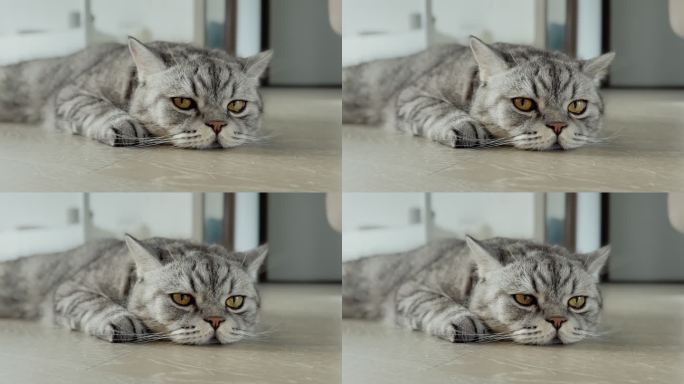 iPhone拍摄的猫咪玩耍特写镜头
