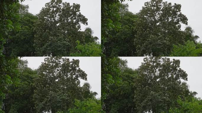 4K升格拍摄，清晨秋风吹树木摇摆不定。