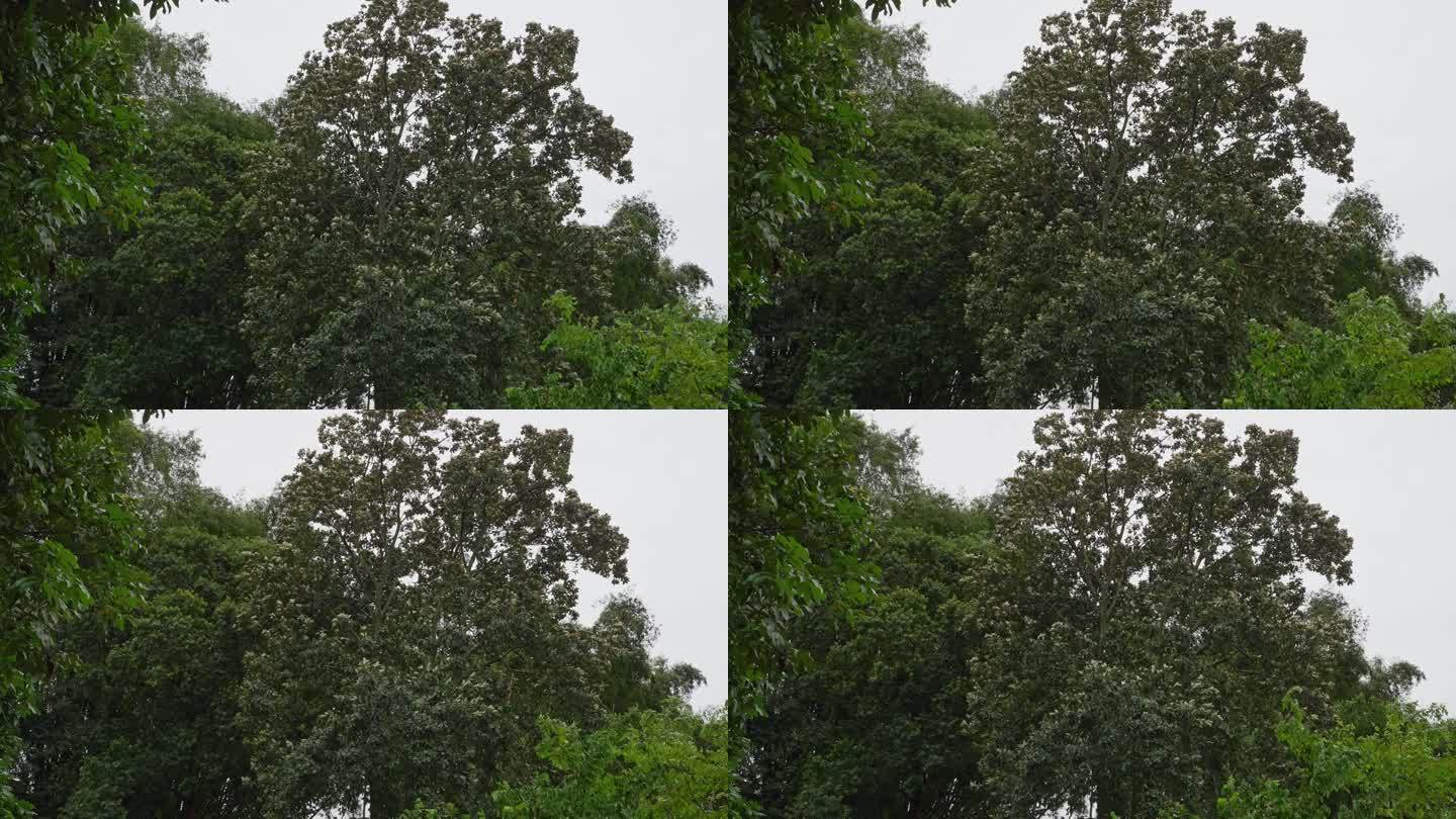 4K升格拍摄，清晨秋风吹树木摇摆不定。