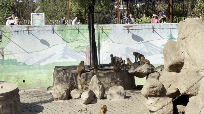 秋季秦岭野生动物园猴子动物园游玩西安旅游