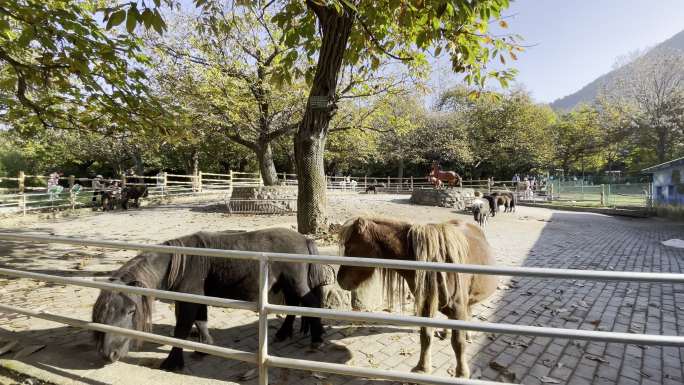 秋季秦岭野生动物园动物园游玩西安旅游