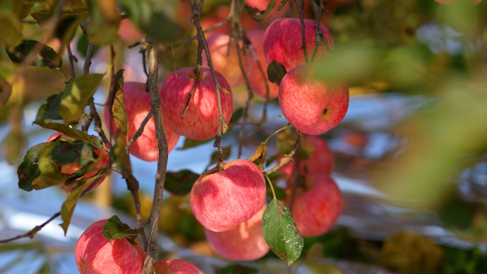烟台果园，苹果种植
