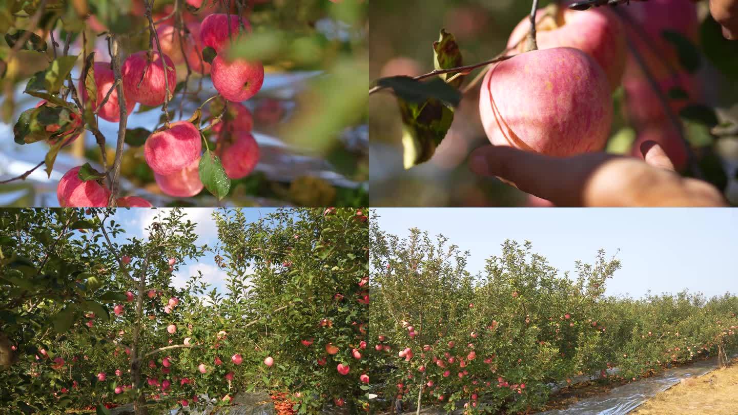 烟台果园，苹果种植