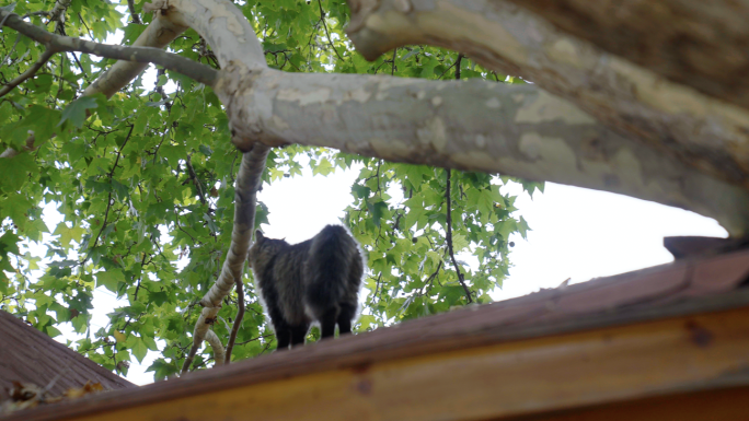 屋顶上的猫 树上的猫 吊桥上的猫