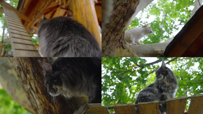 屋顶上的猫 树上的猫 吊桥上的猫