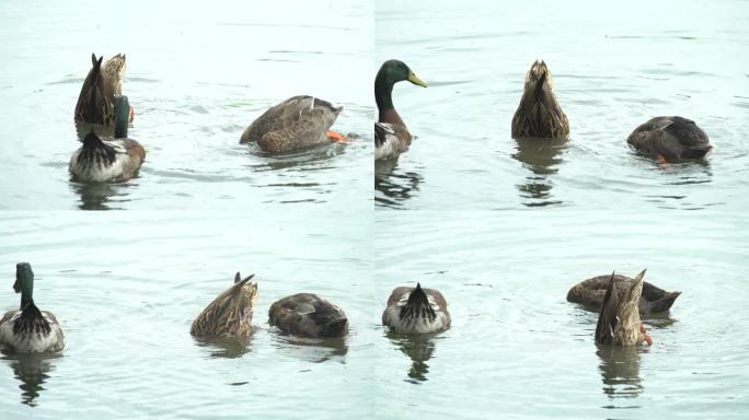 南京玄武湖里的野鸭