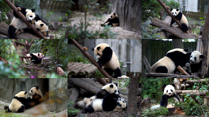 【4K合集】熊猫基地熊猫吃竹子打架哺乳