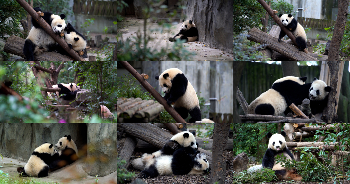 【4K合集】熊猫基地熊猫吃竹子打架哺乳