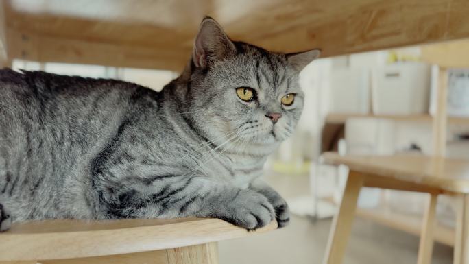 iPhone拍摄的猫咪玩耍特写镜头