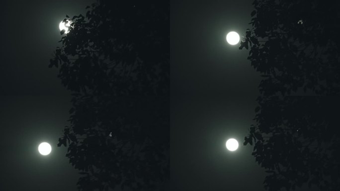 【原创】空境月亮夜黑风高