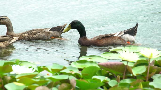 南京玄武湖里的野鸭