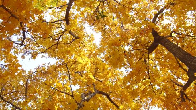 世界自然遗产内蒙古五角枫的秋天合集