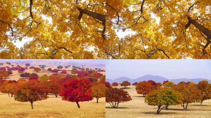世界自然遗产内蒙古五角枫的秋天合集