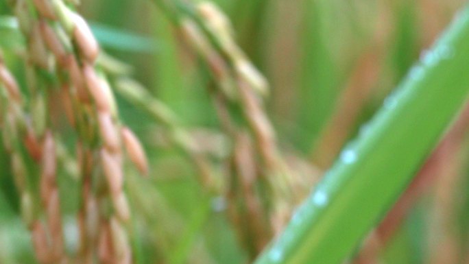 4K升格拍摄广西农村清晨秋雨后丰收的水稻