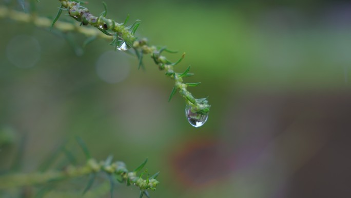 雨天小草上水滴水珠