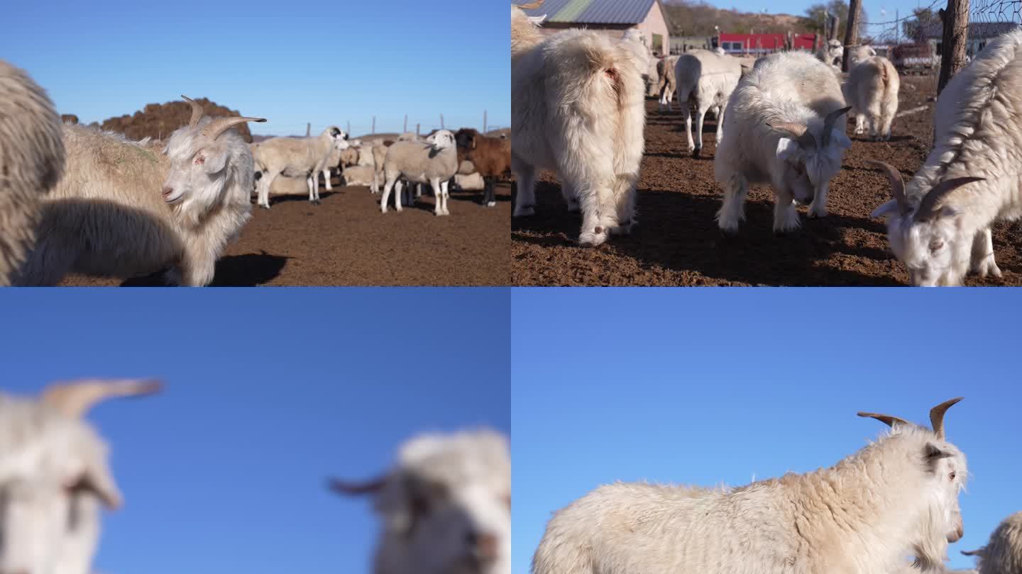 山羊 草原 羊群 羊 棉羊 内蒙古羊