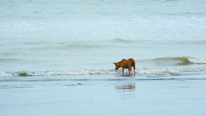 流浪狗在孟加拉国Kuakata海滩喝海水。夏天热。宽