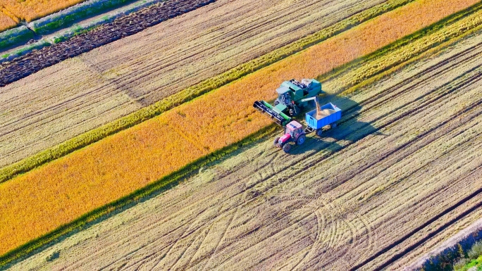 【4K航拍】最新农场水稻收割