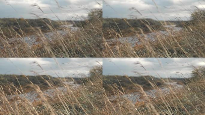 湖边或河边随风而生的干燥莎草。金色的莎草。抽象的自然背景。自然的米色。潘帕斯草原的草，种子。中性的颜