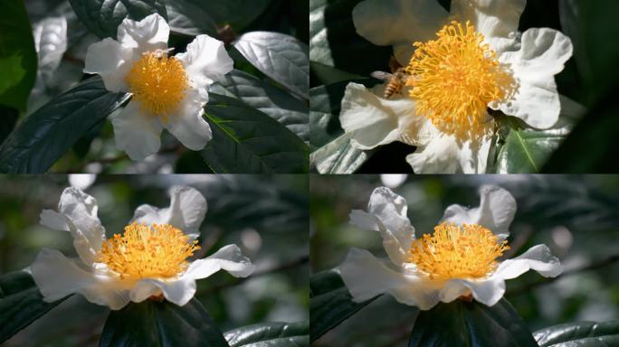 蜜蜂采蜜，白色花朵