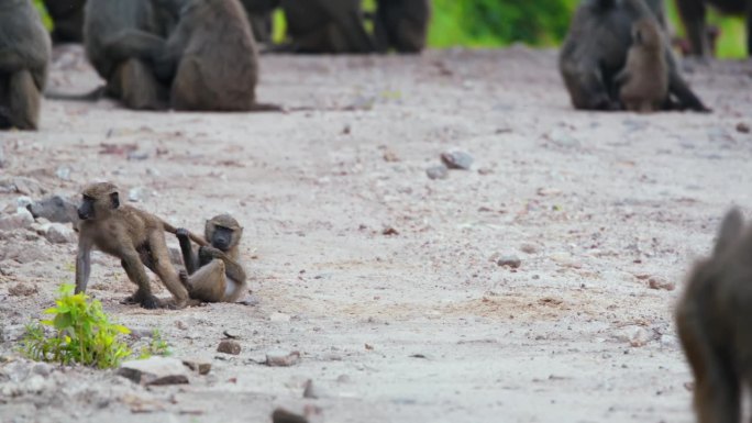 嬉戏的小狒狒在坦桑尼亚荒野地区的道路上打架