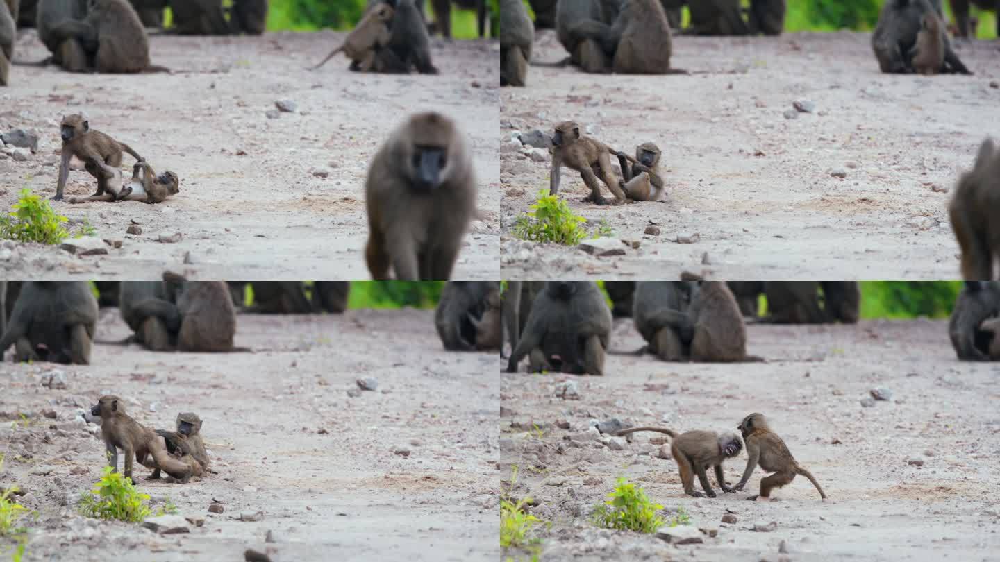 嬉戏的小狒狒在坦桑尼亚荒野地区的道路上打架