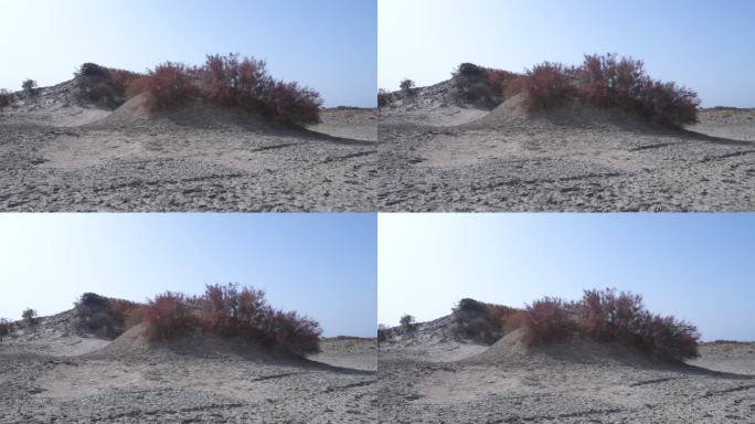 新疆秋天沙漠植被