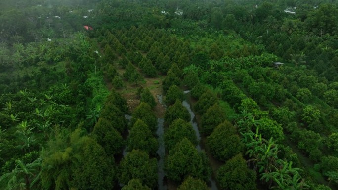 下雨天的榴莲园航拍视频，有大约5年树龄的榴莲园，黑龙江省。