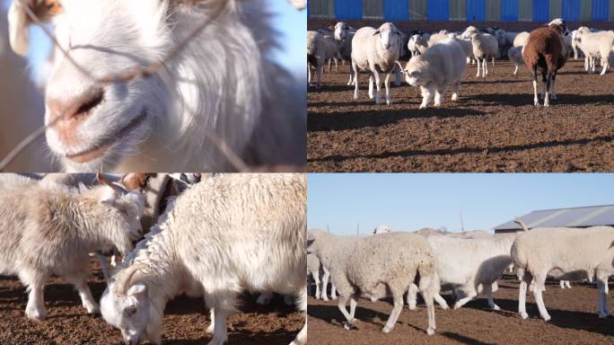 蒙古山羊 羊群 特写