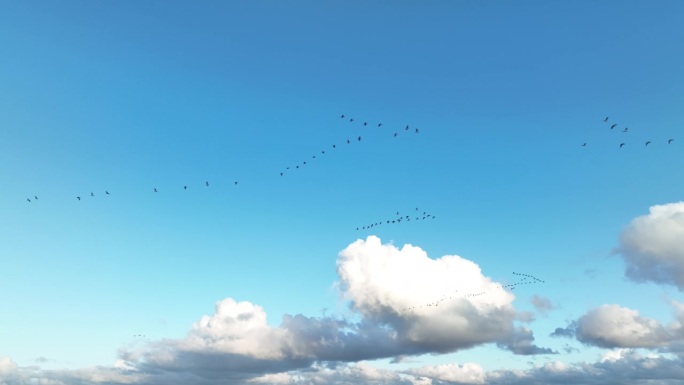 一群候鸟向南飞。