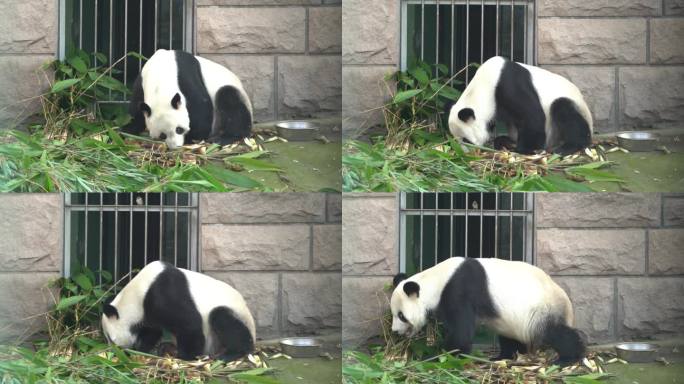 大龄熊猫瘦骨嶙峋吃草然后走出画面