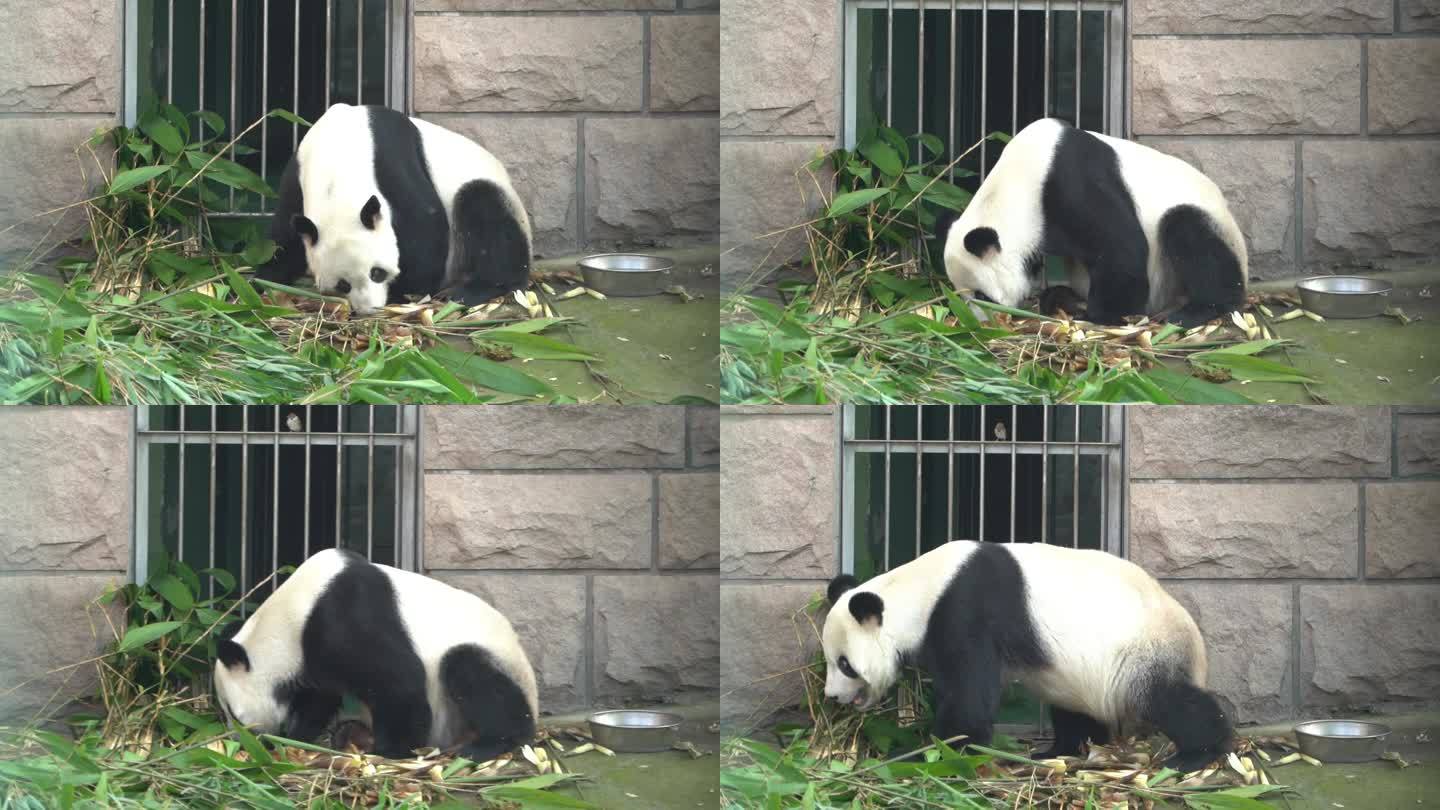 大龄熊猫瘦骨嶙峋吃草然后走出画面