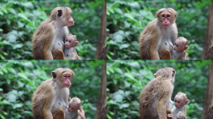 托克猕猴-抱着宝宝的斯里兰卡猴子