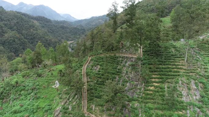 陕西茶山茶园航拍