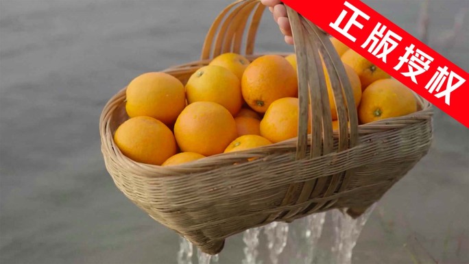 果农采摘橙子 橙子丰收 新鲜水果
