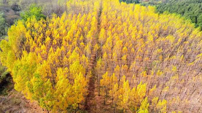 航拍枣庄凤凰绿道金黄色的杨树林