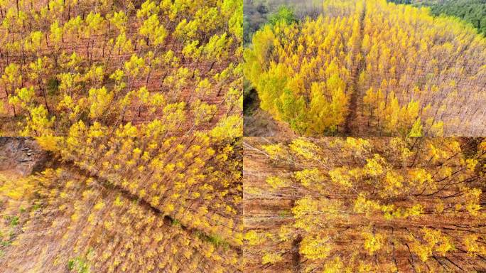 航拍枣庄凤凰绿道金黄色的杨树林