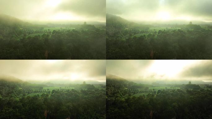 清晨群山上的云雾和深绿色森林鸟瞰图。丰富的雨林自然生态系统，保护天然林的概念