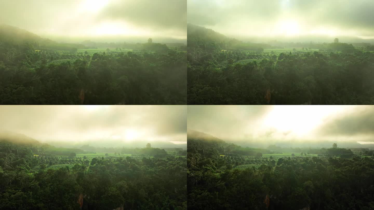 清晨群山上的云雾和深绿色森林鸟瞰图。丰富的雨林自然生态系统，保护天然林的概念