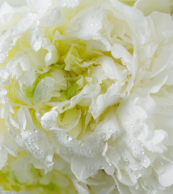 白芍药白色的花一束白芍药展示