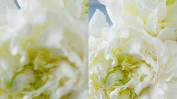 白芍药白色的花一束白芍药展示