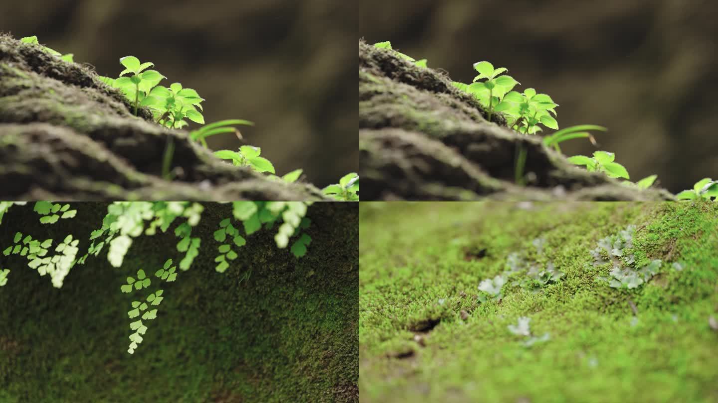 苔藓、春、绿植、绿、森林、湖水、溪流