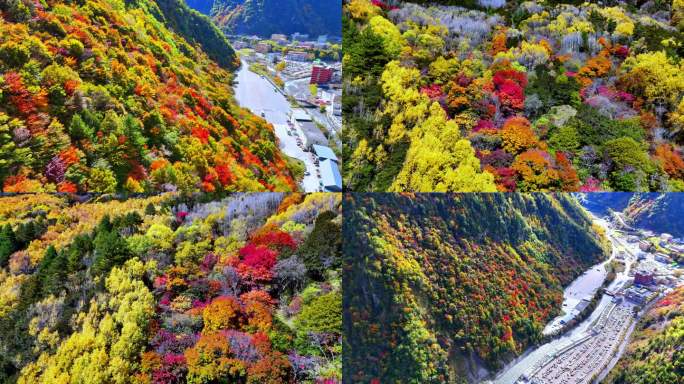 航拍 四川 理县毕棚沟口景区大门秋景彩林