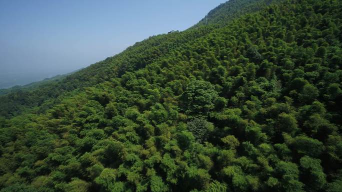 重庆茶山竹海