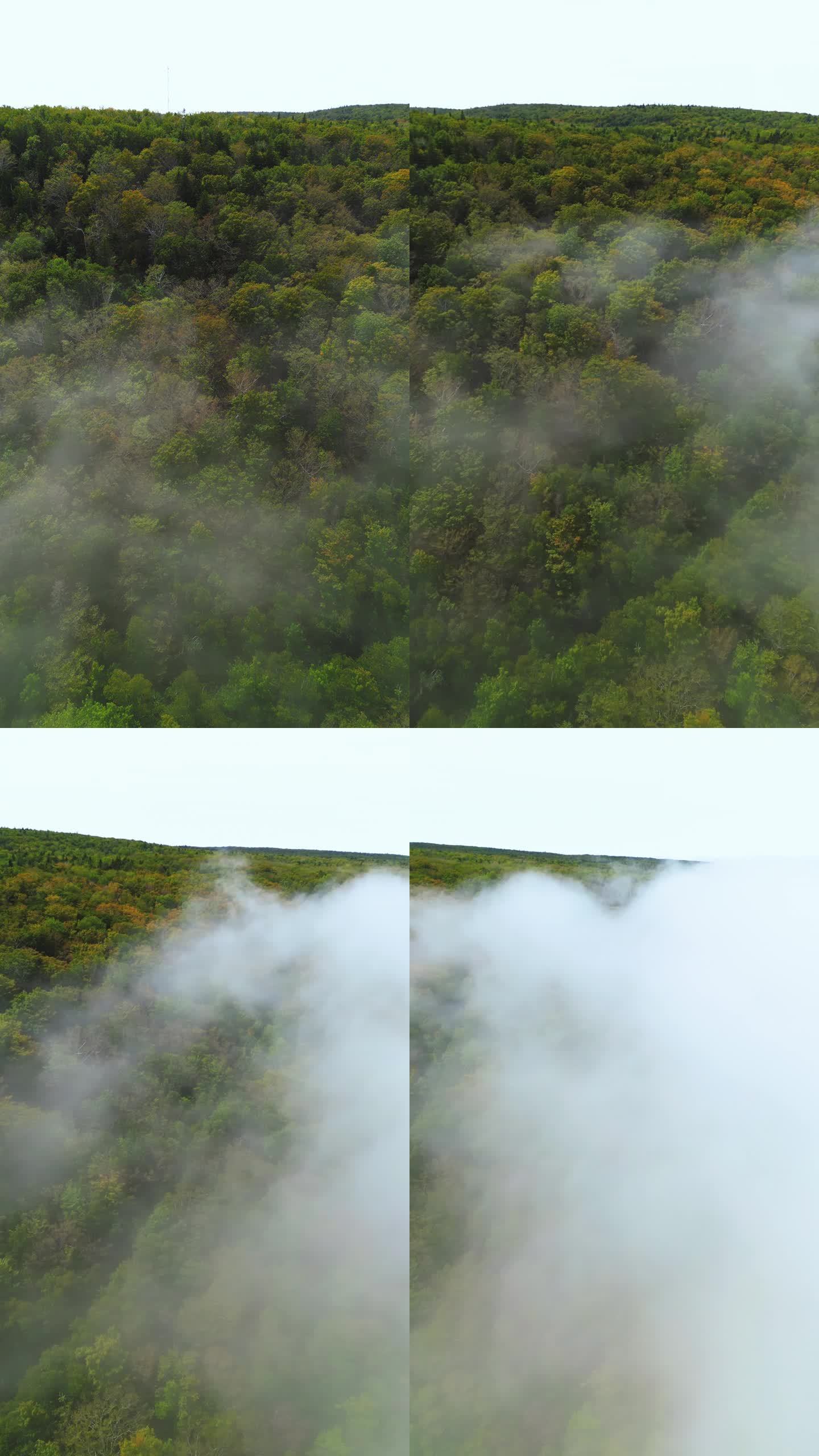 雾堤向内陆移动