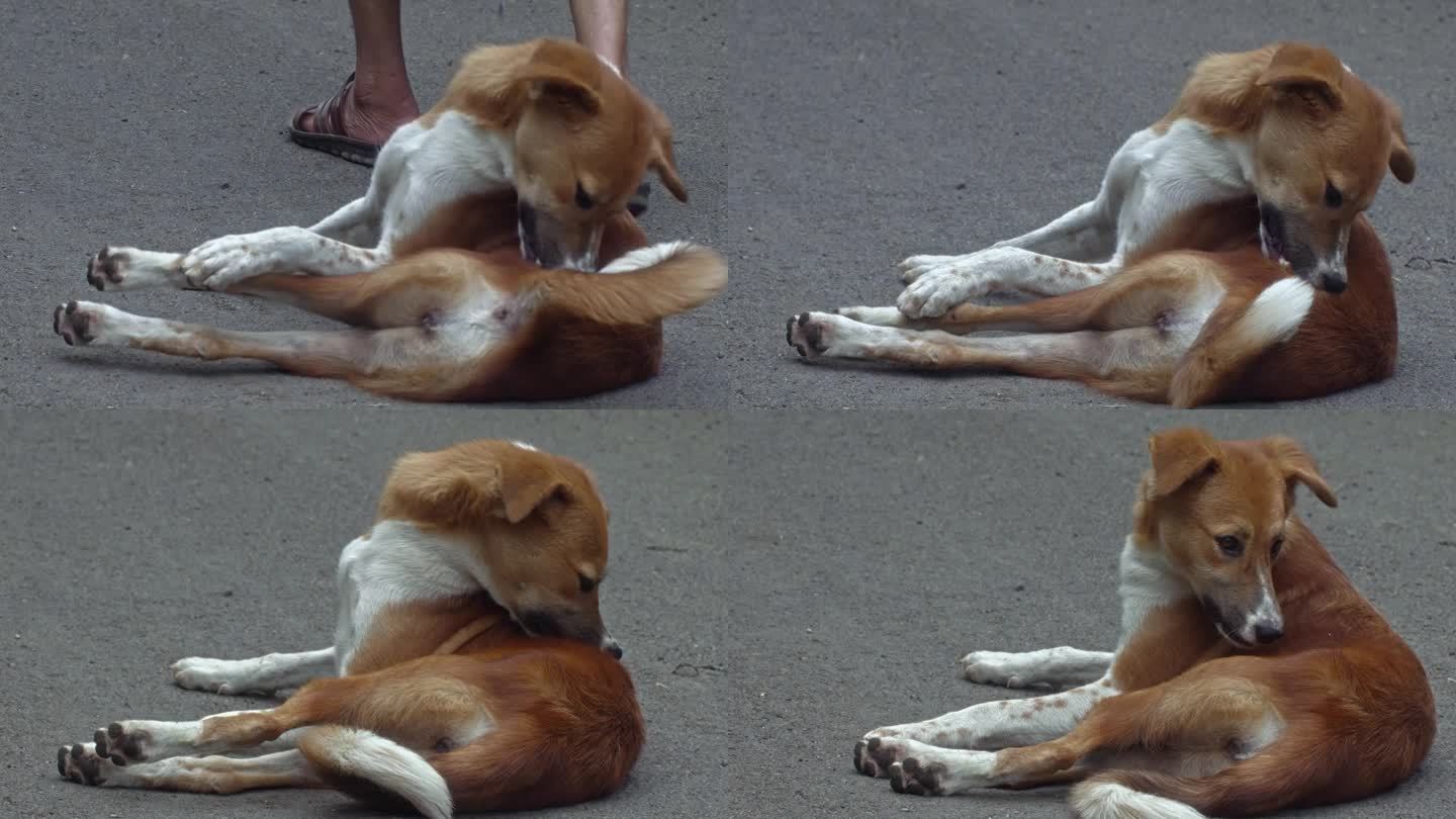 街头生活:印度流浪狗亮相